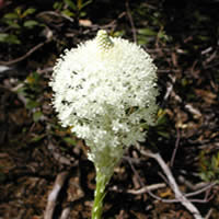 bear grass flower.