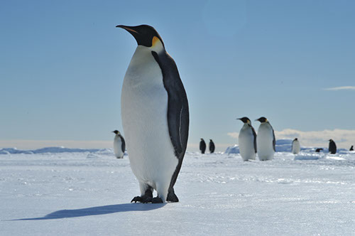 Of course, there were Emperor penguins in abundance.