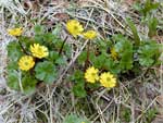 Cooley's buttercup, Ranunculus cooleyae.