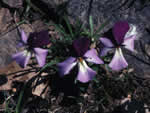 bird's-foot violet.