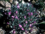 Barr's milkvetch.