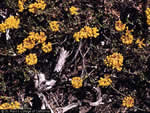 sulphur-flower buckwheat.