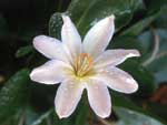 Tweedy's pussypaws, Lewisia tweedyi.