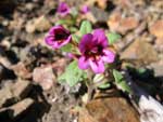 Dwarf purple monkeyflower, Mimulus nanus.