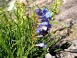 Cary’s Beardtongue, Penstemon caryi.