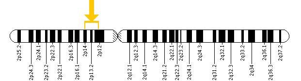 The SPR gene is located on the short (p) arm of chromosome 2 between positions 14 and 12.