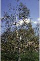 View a larger version of this image and Profile page for Betula papyrifera Marshall