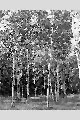 View a larger version of this image and Profile page for Betula papyrifera Marshall