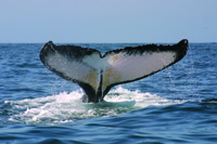 Arabiamn Sea Humpback tail