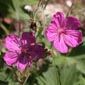 wildflower-Montana