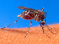 close up of a mosquito on skin