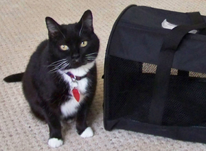 A cat prepares to travel across the border. Image of Ladybug courtesy Natalie Ferguson.