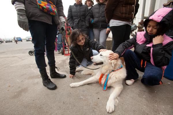 therapy dog