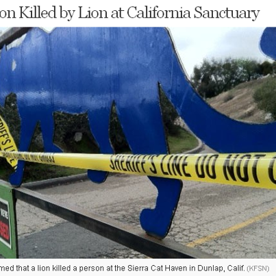 Photo: A person was killed by a lion today at a big cat sanctuary in Dunlap Calif., authorities told ABC News.com. Story as it develops: http://abcn.ws/YZgaHX