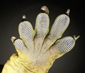 A close-up image of a gecko's foot.