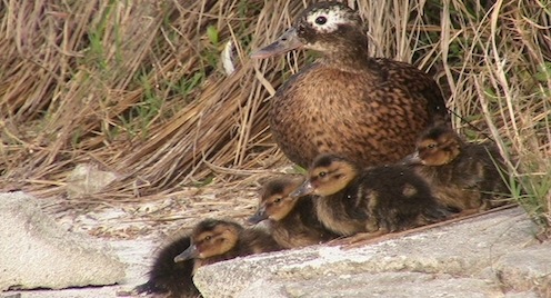 Tsunami Sets Back Work to Save Hawai’ian Teal