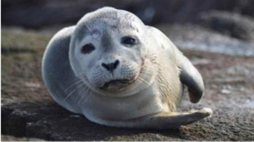 Mutated Flu Virus Kills New England Seal Pups