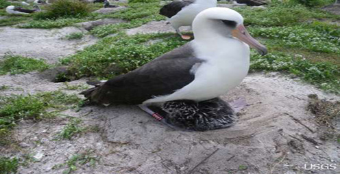 World’s Oldest Wild Bird a New Mom — Again