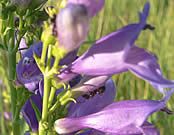 Ant on a penstemon.