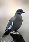 white-wing dove.