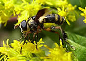 tachnid fly on a yellow flower.