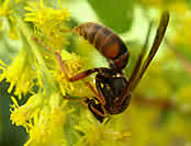 Paper wasp on a goldenrod.