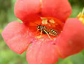 Yellowjacket on an orange flower.