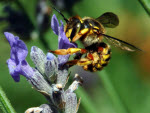 Carder bee foraging at lavendar.