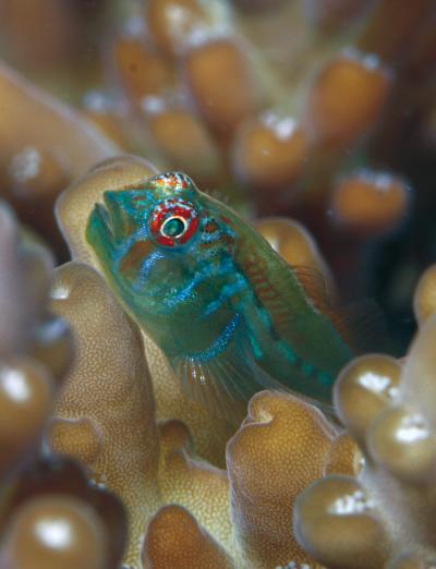 A juvenile Gobidon (goby) fish is shown on an Acropora coral. These fish spend their entire lives with the same coral, and protect the coral from encroaching seaweed. (Photo: Georgia Tech/Joao Paulo Krajewski)