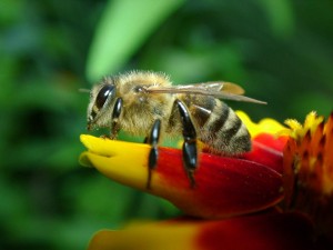 A western honeybee sitting on a flower (Photo: Wolfgang Hägele via Wikimedia Commons)