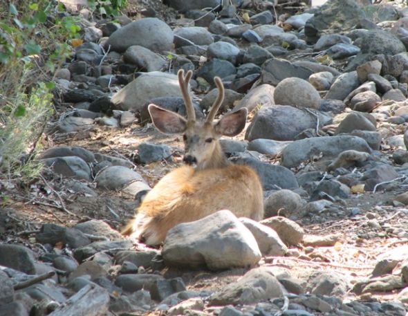 A young mule deer bedded in a creek bottom