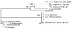 Thumbnail of Classification of Leishmania species according to the partial DNA sequence of the 6-phosphogluconate dehydrogenase gene constructed with PHYLIP (http://evolution.genetics.washington.edu/phylip.html) using parsimony. Numbers at branch points are bootstrap values compiled by using 100 replicates. Isolates examined and the accession numbers of their 6PGDH sequences in the GenBank/EMBL/DDBJ database are as follows: 11 Sri Lanka isolates, L59, L60, L75, L78, L80, L284, L304, L355, L330,