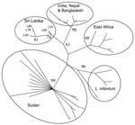 Thumbnail of Classification of Leishmania donovani and L. infantum isolates constructed by using microsatellite data with parsimony in PAUP (Sinauer Associates Inc., Sunderland, MA, USA). Numbers at branch points are bootstrap values compiled by using 100 replicates. Isolates formed geographically based groups (circled). Sri Lanka isolates L59, L60, L75, L78, and L80 are indicated. The tips of other branches are from a dataset of other previously analyzed isolates, including all those identified