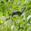 Hummingbird nectaring