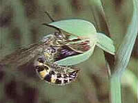 A male scoliid wasp and a flower of the Copper Beard Orchid.