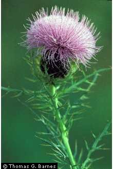 Photo of Cirsium discolor (Muhl. ex Willd.) Spreng.