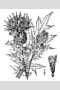 View a larger version of this image and Profile page for Cirsium discolor (Muhl. ex Willd.) Spreng.