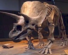 triceratops