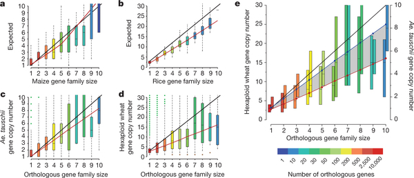 Gene family sizes in orthologous assemblies of hexaploid wheat, Ae.[thinsp]tauschii, simulated maize and hexaploid rice.