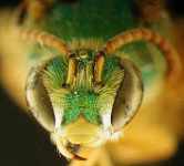 Photo of a Sweat Bee