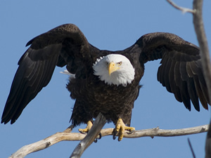 Bald Eagle. Photo courtesy of U.S. Army / Rich Keen, DPRA Inc.