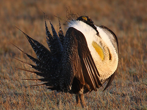 Greater Sage Grouse. Credit: Steve Fairbairn / USFWS