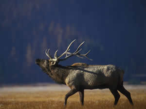 Bull Elk by Erwin and Peggy Bauer