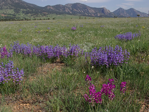 Rocky Flats. Copyright: Steve Torbit