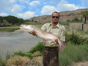 1.	U. S. Fish and Wildlife Service Biological Technician Rick Smaniotto holds an endangered Colorado pikeminnow that used the fish passage in 2001 at the Redlands Water and Power Company Diversion Dam on the Gunnison River in western Colorado.  Photo by Bob Burdick, FWS, Grand Junction.