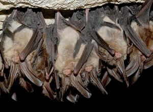 Cluster of hibernating healthy Virginia big-eared bats in Pendleton County, WV. Credit: Craig Stihler, WVDNR