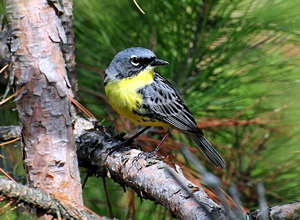 Section 6 funding protects lands that support a diverse mosaic of habitat types and serve as important wildlife corridors for many listed species, such as the endangered Kirtland's warbler. Credit: Joel Trick / USFWS