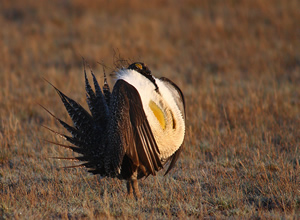 Male sage-grouse on a lek in Butte County, SD. Credit: Steve Fairbairn / USFWS