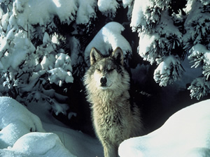 Northern Rocky Mountain Gray Wolf. Credit: USFWS