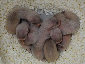 Black-footed ferret kits. Credit: Kimberly Tamkun / USFWS